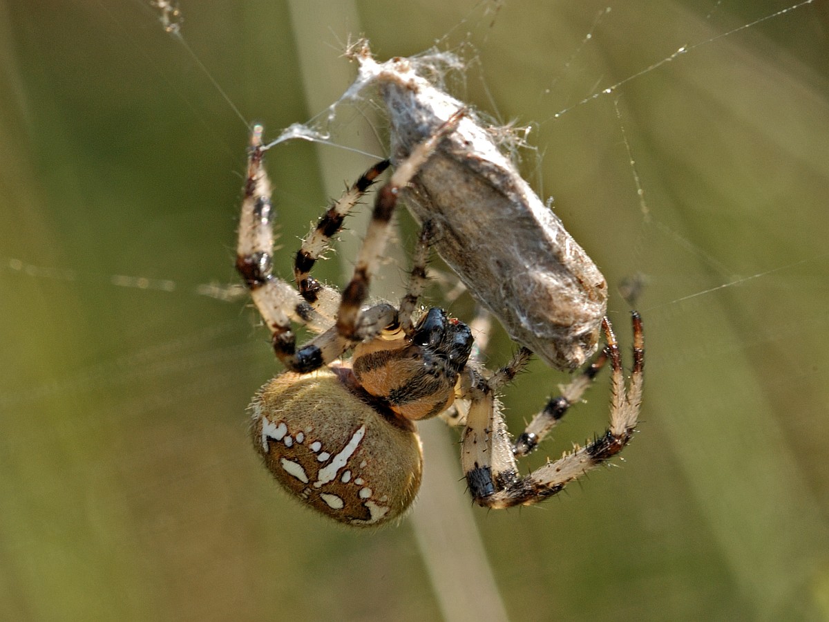 Araneus Quadratus, Four-spot Orb Weaver